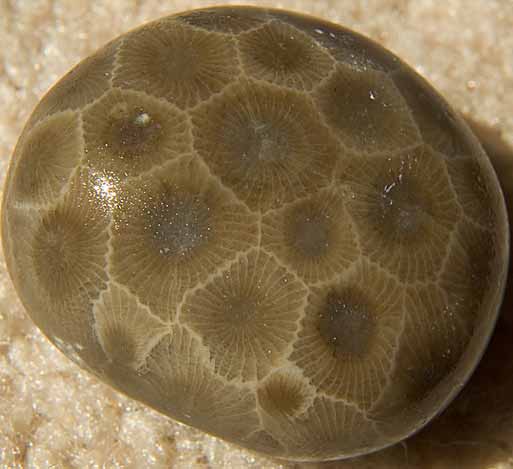 Petoskey-stone