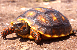 Red-Footed-Tortoise