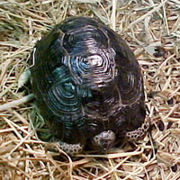 Black-greek-tortoise