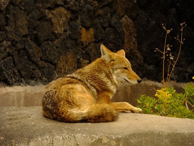 Coyote-235303_640