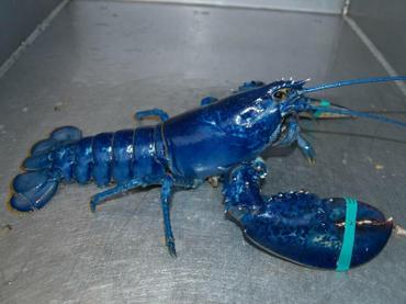 Bluelobster1